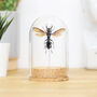 King Of Wasps Bell Jar, thumbnail 1 of 4