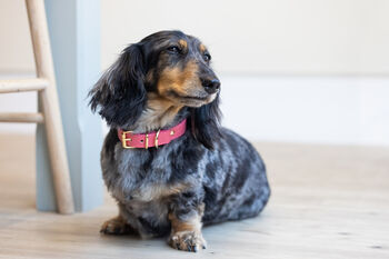 Genuine Leather Bubblegum Pink Soft Italian Dog Collar, 2 of 7