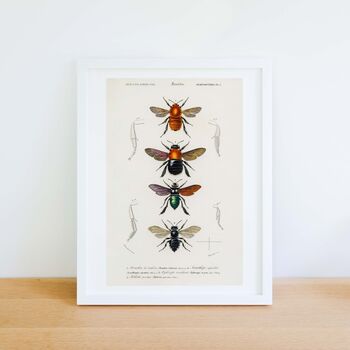 Framed Bees, Different Bees Scientific Print, 2 of 6