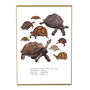 Creep Of Tortoises Art Print, thumbnail 3 of 7
