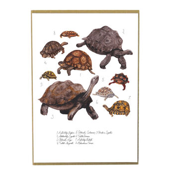 Creep Of Tortoises Art Print, 3 of 7