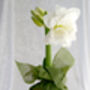 Amaryllis Bulb Pack 'Red' + 'White' Four X Bulbs, thumbnail 2 of 8