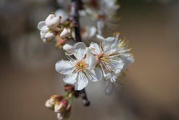 Plum Fruit Trees Two X 10 L Pots, 6 of 6