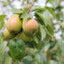 Pear Fruit Trees One X 10 L Pot, thumbnail 7 of 8