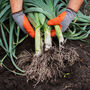 Leek Plants Jolant 18 X Plug Plant Pack, thumbnail 7 of 7