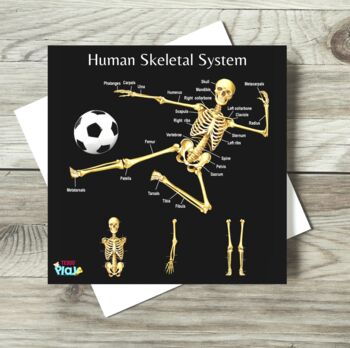 Human Anatomy And Human Skeletal System, 8 of 8