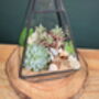 Black Pyramid Terrarium Kit With Succulent Or Cactus, thumbnail 2 of 12