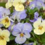 Pansy 'Water Colours Mix' 20 X Full Plant Pack, thumbnail 2 of 7