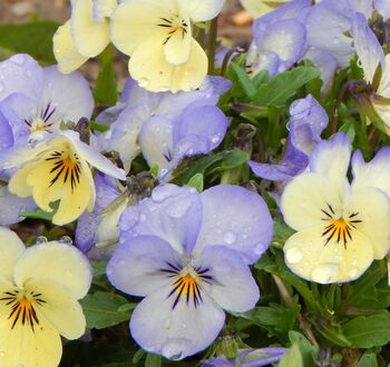 Pansy 'Water Colours Mix' 20 X Full Plant Pack, 2 of 7