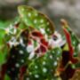 Houseplant Begonia Maculata, thumbnail 1 of 6