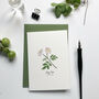 Botanical Wildflowers Hand Illustrated Notecard Set, thumbnail 5 of 7