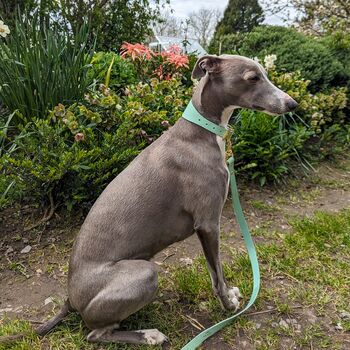 Personalised Whippet / Lurcher / Greyhound Collar And Lead Turquoise, 6 of 12