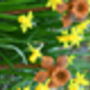 Rusty Metal Daffodil, thumbnail 3 of 3