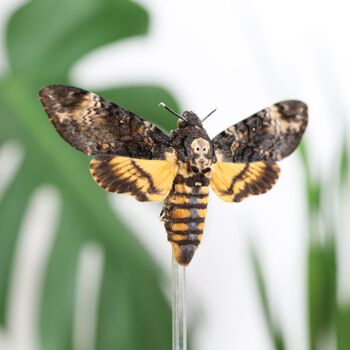 Death's Head Hawkmoth Insect Bug Butterfly Entomology Taxidermy Bell Jar, 2 of 4