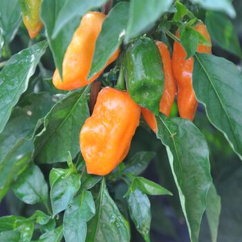 Grow Your Own Chilli Seeds Selection Pack, 6 of 7