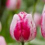 Tulip Hot Pants – 15 Bold Magenta Tulip Bulbs, thumbnail 3 of 3