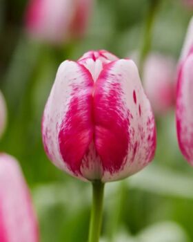 Tulip Hot Pants – 15 Bold Magenta Tulip Bulbs, 3 of 3