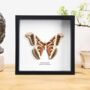 Indian Eri Silkmoth Insect Bug Moth Butterfly Box Frame Entomology Taxidermy Interior Design Modern Home Decor Wall Hanging Gift Ornament, thumbnail 1 of 4