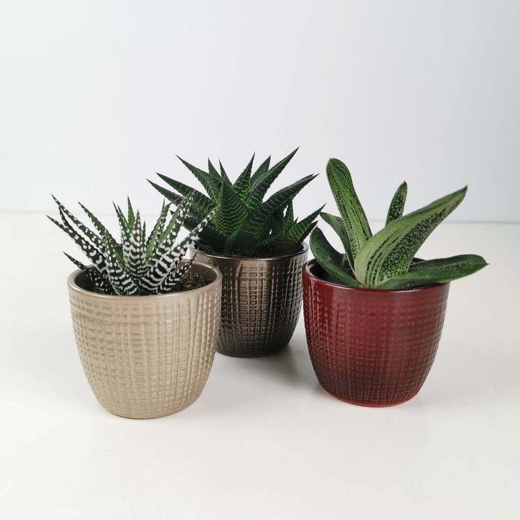 Image of Christmas Trio Of Succulents With Ceramic Planters