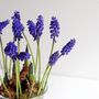 Plant Your Own Spring Muscari Bulb, thumbnail 10 of 12