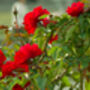 Floribunda Rose 'Trumpeter' One X Bare Rooted Plant, thumbnail 2 of 7