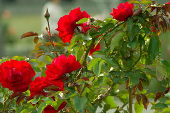 Floribunda Rose 'Trumpeter' One X Bare Rooted Plant, 2 of 7