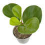 Baby Rubber Easy Care House Plant In 6cm Pot, thumbnail 4 of 4