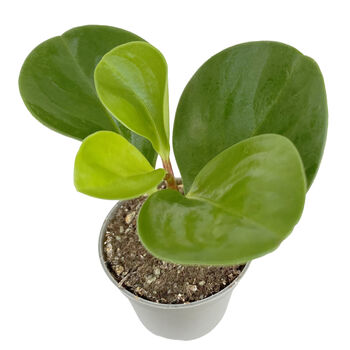 Baby Rubber Easy Care House Plant In 6cm Pot, 4 of 4