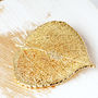 Natural Aspen Real Leaf Gold Or Silver Brooch, thumbnail 3 of 11