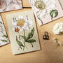 Spring Blossom 'Birthday' Botanical Card, thumbnail 1 of 2