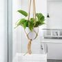 Philodendron Brasil Trailing Plant In 12cm Pot, thumbnail 5 of 7