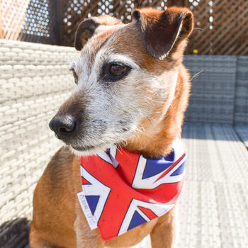 King's Coronation Union Jack Dog Bandana, 7 of 7