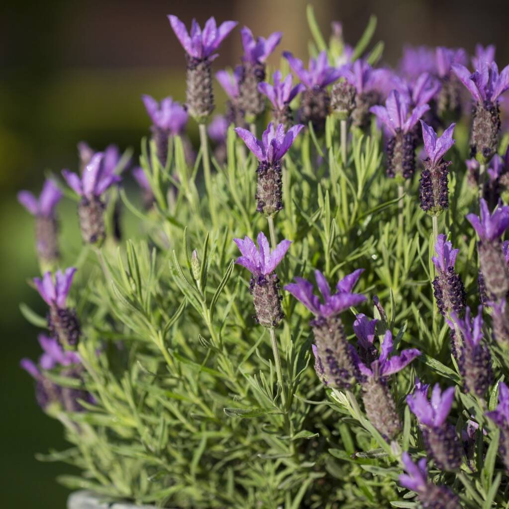 Lavender Plants 'Fathead' One Plant In One Litre Pot By Acqua Garden