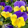 Flowers Pansy 'Morpheus' 20 X Plant Pack, thumbnail 2 of 4