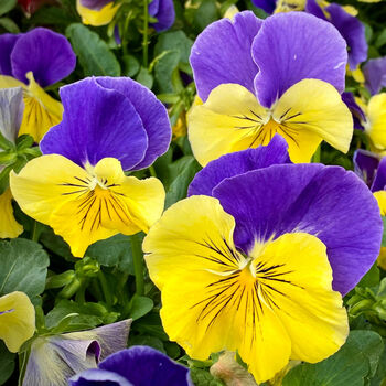 Flowers Pansy 'Morpheus' 20 X Plant Pack, 2 of 4