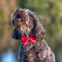 Red Christmas Star Dog Bow Tie, thumbnail 1 of 5