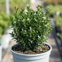 Euonymus Microphyllus7.5 L Potted Shrub, thumbnail 1 of 5