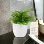 Boston Fern Nephrolepis In 12cm Ceramic Pot, thumbnail 8 of 9