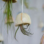 Jellyfish Air Plant Hanging Decorations Stone, thumbnail 4 of 8