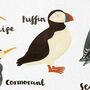 British Sea Birds Tea Towel, thumbnail 4 of 6