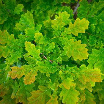 English Oak Trees, Full Plants In 10 Litre Pots, 2 of 4
