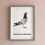 Columba Livia Domestica Pigeon Print, thumbnail 5 of 5