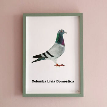 Columba Livia Domestica Pigeon Print, 5 of 5