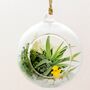 Hanging Glass Air Plant Bauble Christmas Decoration, thumbnail 1 of 2