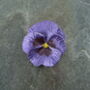 Pansy Purple Flower Brooch, thumbnail 1 of 5