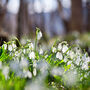 Snowdrop 'Galanthus Elwesii' Six X Spring Bulb Pack, thumbnail 1 of 4