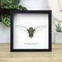 Clear Winged Cicada Insect Bug Moth Butterfly Entomology Taxidermy Box Frame, thumbnail 1 of 3