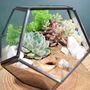 Black Geometric Terrarium Kit With Succulent Or Cactus, thumbnail 2 of 10