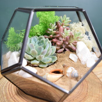 Black Geometric Terrarium Kit With Succulent Or Cactus, 2 of 10