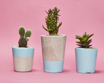 Concrete Pot Tall With Cactus/ Succulent In Baby Blue, 3 of 3